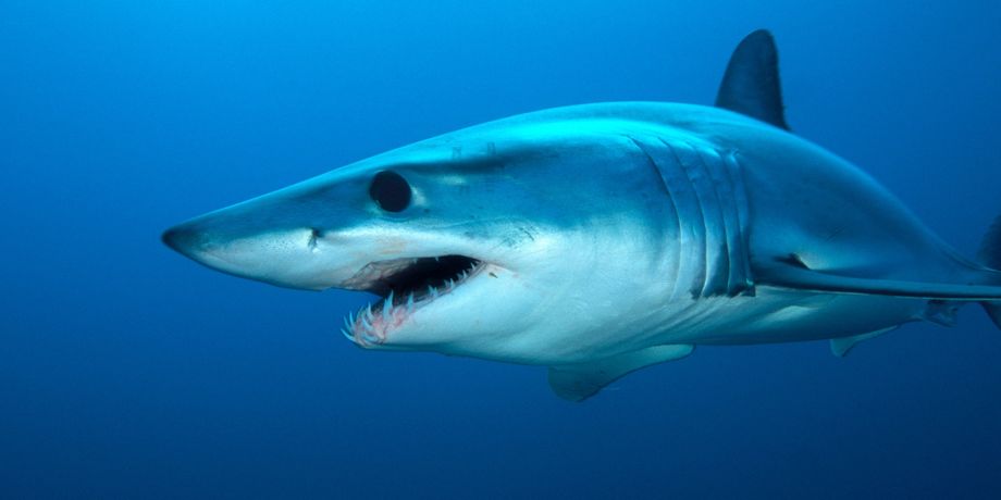 Well-known species such as the great white shark, tiger shark, blue shark, mako shark, and the hammerhead shark are apex predators—organisms at the top of their underwater food chain. Many shark populations are threatened by human activities.